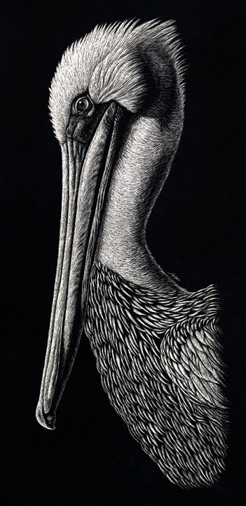 Pelican - Nathan Perry Fine Art - Drawings & Illustration, Animals, Birds, & Fish, Birds, Pelicans - ArtPal Animal Black And White Drawing, Animal Ink Drawing, Egret Drawing, Engraving Art Drawing, Bird Ink Drawing, Pelican Sketch, Pelican Art Drawing, How To Draw A Pelican Step By Step, Scratch Art Ideas