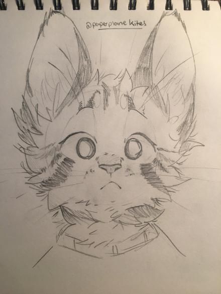 Cats Art Drawing, Warrior Cat Drawings, Výtvarné Reference, Warrior Cats Art, Cute Doodle Art, Arte Sketchbook, Warrior Cat, Dessin Adorable, Animal Sketches