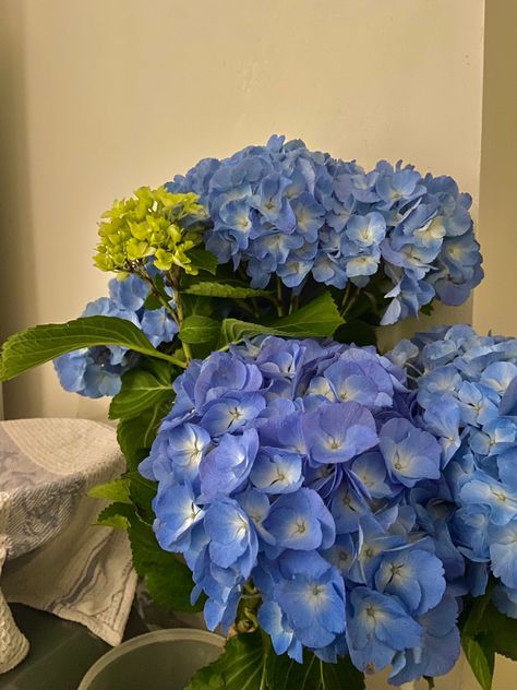 Aesthetic, flowers, blue, blue flowers, blue aesthetics, vintage, pretty,  flowers Blue Hydrangeas Aesthetic, Cornflowers Aesthetic, Blue Plant Aesthetic, Cornflower Blue Aesthetic, Blue Hydrangea Aesthetic, Blue Flowers Aesthetic, Blue Aesthetic Vintage, Hydrangea Aesthetic, Type Of Flowers