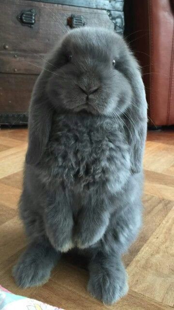 Giant Chinchilla Rabbit, Cutest Bunny Ever, Pet Bunny Rabbits, Bunny Mom, Cute Bunny Pictures, Cute Small Animals, Bun Bun, Bunny Bunny