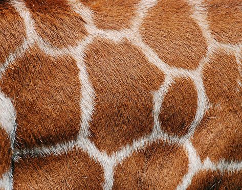 Giraffe Fur Texture stock photo. Image of pattern, abstract - 19612938 African Animals Photography, Fur Texture, Art Terms, Giraffe Pattern, Texture Photography, Animated Animals, Close Up Photography, Abstract Images, African Animals