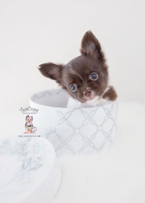 Teacup and Toy Chihuahua Puppies Toy Chihuahua Tea Cups, Chocolate Chihuahua, Toy Chihuahua, Shih Tzu Poodle, Teacup Chihuahua Puppies, Cute Teacup Puppies, Chihuahua Puppies For Sale, Baby Chihuahua, Teacup Puppies For Sale