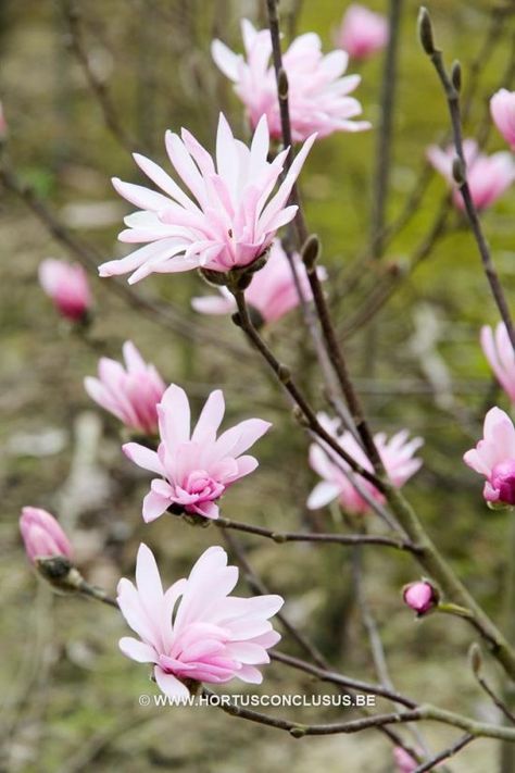 March 2018 Plant Profile: Magnolia stellata ‘Jane Platt’ Magnolia Jane, Spring Blooming Trees, Star Magnolia, Flower Magnolia, Magnolia Stellata, Yard Plants, Cherry Flowers, Spring Scenery, Scent Garden