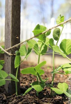 How to make an easy trellis for growing peas, bean and tomatoes. Easy DIY trellis to build for vertical gardening. Growing vegetables on a trellis. Diy Pea Trellis, Snap Pea Trellis, Easy Trellis, Garden Trellis Designs, Pea Trellis, Growing Peas, Vertical Vegetable Gardens, Pea Shoots, Yard Inspiration