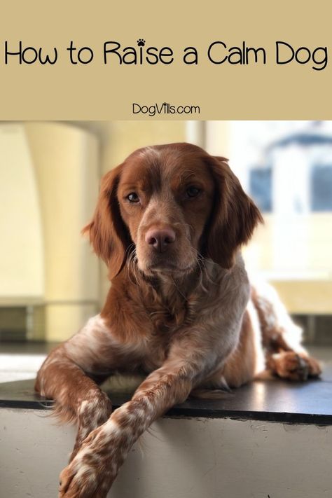 How To Raise a calm dog: Looking for the best tips for training a puppy so that it grows into a mellow dog? Lou Dog, Training A Puppy, Puppy Time, Puppies Tips, Calm Dogs, Best Dog Training, Puppy Care, Dog Training Obedience, Dog Dog