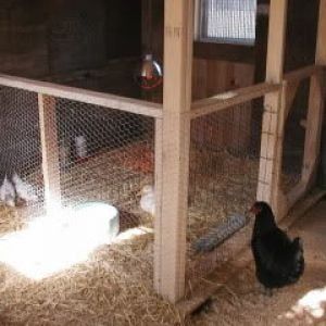 I really like this brooder/nursery/grow out pen inside the coop. I will be doing this! Grow Out Pens For Chicks, Brooder Inside Coop, Brooder Inside Chicken Coop, Inside Chicken Coop, Chickens Backyard Breeds, Chicken Houses, How To Raise Chickens, Backyard Chicken Coop Plans, Diy Chicken Coop Plans