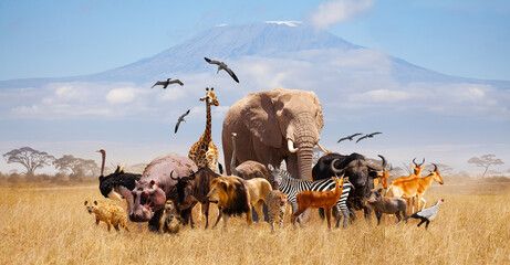 Kilimanjaro Mountain, Cacing Tanah, Wild Animals Attack, Raccoon Drawing, Animals Giraffe, Fun Facts About Animals, Pet Day, Endangered Animals, Animal Facts