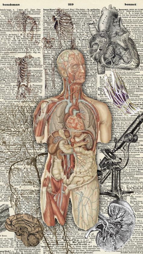 Science Header Aesthetic, Medical Background Aesthetic Laptop, Biology Art Wallpaper, Vintage Medical Aesthetic, Medical Background Aesthetic, Biology Cover Page Design, Human Anatomy Picture, Human Brain Anatomy, Medical Wallpaper