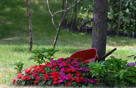 Garden Flower Bed Ideas, Flower Wheelbarrow, Gardening Flowers Ideas, Garden Flower Ideas, Flower Box Garden, Spilled Flower Pot Ideas, Spilled Flower Pot, Flower Bed Garden, Impatiens Plant