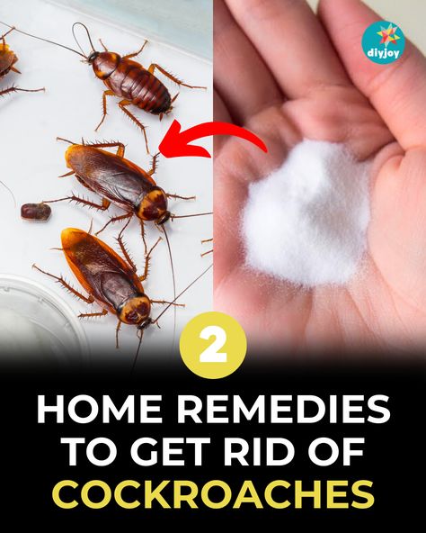 Dealing with cockroaches at home? Get rid of them with these DIY natural cockroach repellents. Find the instructions here. Home Remedies For Cockroaches, Home Remedies For Roaches, Fall Hanging Baskets, Cockroach Repellent, Get Rid Of Cockroaches, German Cockroach, Diy Floor Cleaner, Roach Killer, Bad Bugs