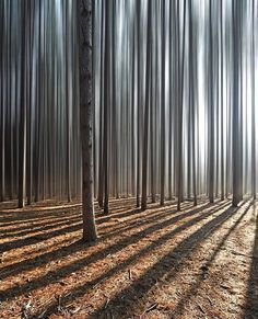 Fantastic shot and l Fantastic shot and light by Ash O'Malley @offbeatimages | instagram inspo | instagram asthetic | creative instagram | #instagram Photography Basics, Beautiful Forest, Art Movement, Beautiful Nature, Photography Inspiration, Landscape Photography, Cool Photos, Beautiful Places, Art Photography