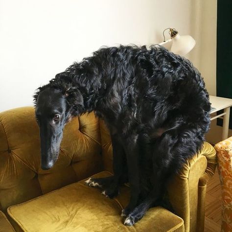 Funny Pics Of Dogs, Borzoi Puppy, Dog Oc, Pics Of Dogs, Borzoi Dog, Pet Organization, Dogs Cute, Animal Antics, Silly Dogs