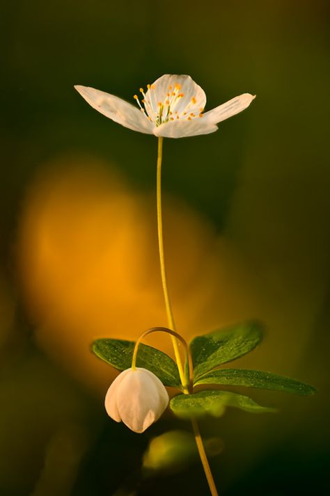 white flower White Flower, Green, White