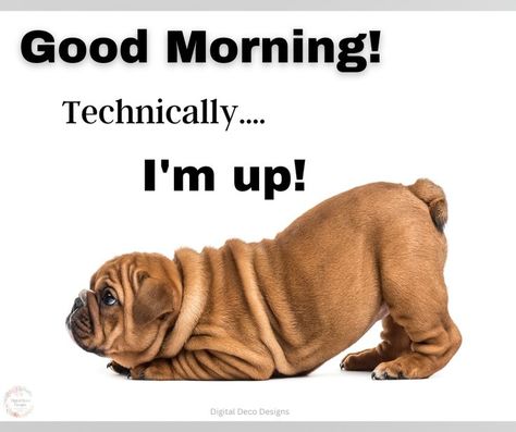 Good Morning Dog Quotes, Fun Good Morning Quotes, Morning Humor Hilarious Wake Up, Morning Funny Quotes Wake Up, Wake Up Quotes Funny, Good Morning Gifs Funny Wake Up, Good Morning Dogs Funny, Good Morning Dog, Morning Meme