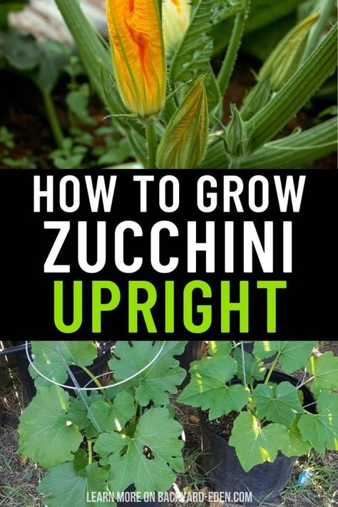 🥒 Growing Zucchini Upright 🥒 Save space in your garden by growing zucchini upright! 🌱 Learn step-by-step instructions for planting, training, and supporting zucchini plants to grow vertically. Discover the best soil preparation, watering techniques, and maintenance practices for a successful upright garden. Perfect for small spaces and urban gardeners, these tips will help you enjoy a bountiful harvest of fresh, homegrown zucchini! 🌞🌿 Zucchini Plants In Pots, Zucchini Benefits, Growing Zucchini Vertically, Zucchini Growing, How To Grow Zucchini, Grow Zucchini, Grow Vertically, Growing Zucchini, Zucchini Plants