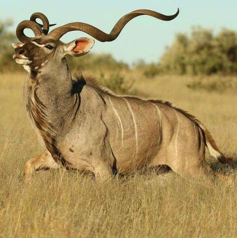 Major league Kudu buck, great photo. No apologies for having hunted these beautiful animals. They are the ghosts of the bush veld. Tastes better than any steak I’ve ever eaten, except for the Gemsbok #1. Bull Running, Greater Kudu, Animals With Horns, Wild Animal Wallpaper, Images Of Animals, Photo Animaliere, Africa Wildlife, Social Organization, Africa Animals