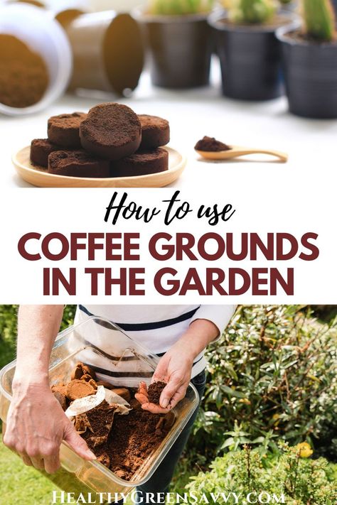 Have you heard that coffee grounds are good for plants? Some of the uses for coffee grounds people suggest on the internet are actually *harmful* to plants. Here's what to know about how to use coffee grounds in the garden correctly. #gardening #gardenhacks | garden tips | garden myths | coffee ground uses | DIY fertilizer | Coffee Grounds Garden, Coffee Grounds In The Garden, Coffee Grounds For Plants, Coffee Grounds As Fertilizer, Diy Fertilizer, Houseplant Care, Acid Loving Plants, Uses For Coffee Grounds, Natural Fertilizer