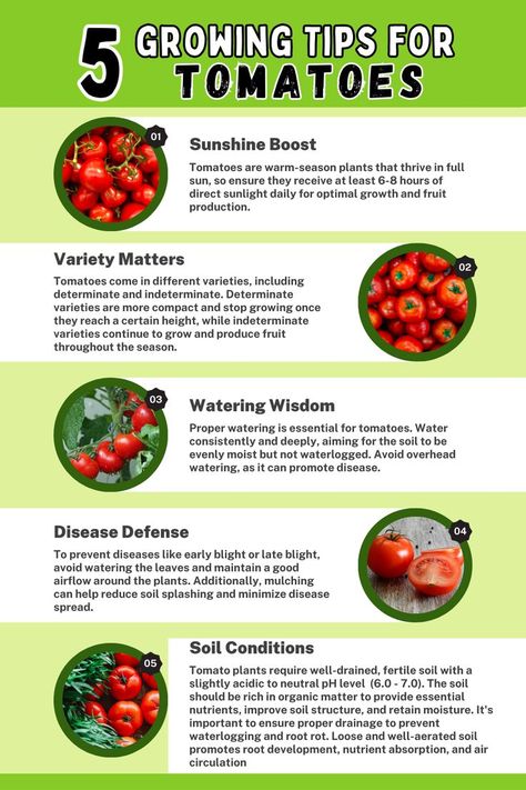 5 Tips for Growing Tomatoes. Explore essential tips for successful tomato cultivation, including providing ample sunlight, optimizing soil conditions, proper spacing, consistent watering, and effective pest control. Learn how to foster healthy tomato plants and maximize fruit development with these valuable tips. Tomato Plants Growing Tips, Planting Tomatoes, Small Garden Plans, Raised Garden Beds Diy Vegetables, Vegetable Garden Planner, Vegetable Garden Tips, Small Vegetable Gardens, Garden Bugs, Vegetable Garden Diy