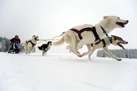 http://archive.boston.com/bigpicture/2010/02/dogs_and_sleds.html Husky Sled, Huskies Sled, Dog Sled, Sled Dogs, Sled Dog, Dog Sports, Dog Movies, Siberian Huskies, Snow Dogs