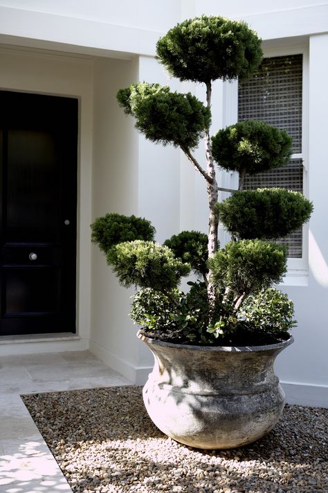 Cloud Tree Garden, Simple Garden Design, Simple Garden Designs, Front Door Plants, Garden Design Pictures, Cloud Tree, Outdoor Gardens Landscaping, Backyard Garden Diy, Tropical Garden Design