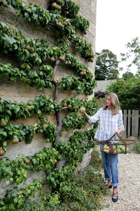 espalier fruit tree min [Beautiful tree, nice outdoor design, outdoor inspiration design ] Reban Ayam, Amanda Brooks, Espalier Fruit Trees, نباتات منزلية, Potager Garden, Perfect Backyard, Have Inspiration, Vegetable Garden Design, Backyard Makeover