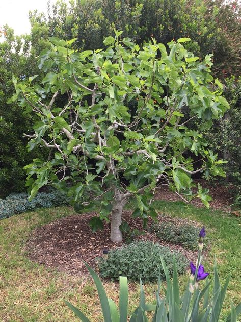 Leafing out in early April. Fig Fruit Tree, Mango Plant, Fig Trees, Fig Fruit, Farm Stuff, Fruit Flowers, Fence Landscaping, Veg Garden, Food Forest