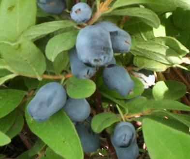 Fruit Bushes, Best Edibles, Farm Visit, Benefits Of Gardening, Berry Plants, Berry Bushes, Types Of Fruit, Tree Nursery, Juicy Fruit