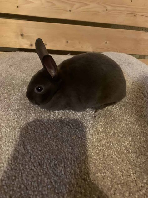 Mini Rex Baby Bunnies! Rex Bunny, Pet Snake, Rex Rabbit, Lavender Farm, Baby Bunnies, Be Great, Classified Ads, Small Pets, Lavender