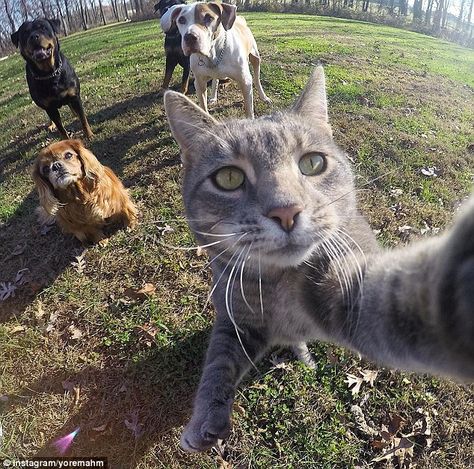 Cat selfie photo featuring a dexterous grey tabby goes viral | Daily Mail Online Taking Cat, Animal Selfies, Selfie Cat, Cat Selfie, Söt Katt, Silly Cats, Animal Photo, 귀여운 동물, Crazy Cats