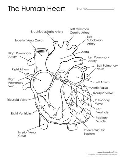 diagram of the human heart Human Heart Diagram, Science Diagrams, Human Heart Anatomy, Heart Diagram, Science Printables, Basic Anatomy And Physiology, Nurse Study Notes, The Human Heart, Heart Anatomy