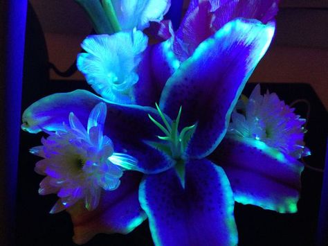 Picture of Drink flower, drink! Fluorescent Mushroom, Cut Flower Food, Hippy House, Fantasy Store, Asian Lilies, Glowing Flowers, Picture Prompts, Textiles Projects, Crystal Aesthetic