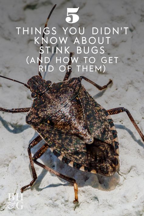 Get Rid Of Stinkbugs, Stink Bugs Repellent, How To Repel Stink Bugs, How To Keep Stink Bugs Out Of Your House, Stink Bugs How To Get Rid Of In Home, Get Rid Of Stink Bugs In The House, How To Get Rid Of Stink Bugs In House, How To Get Rid Of Stink Bugs, Stink Bugs How To Get Rid Of