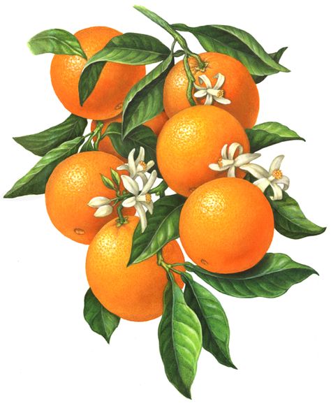 Botanical Art An orange branch illustration of six oranges with orange blossoms and leaves. Botanisk Illustration, Tattoo Plant, Lemon Watercolor, Illustration Botanique, Soyut Sanat Tabloları, Fruit Illustration, Small White Flowers, Fruit Painting, Orange Tree