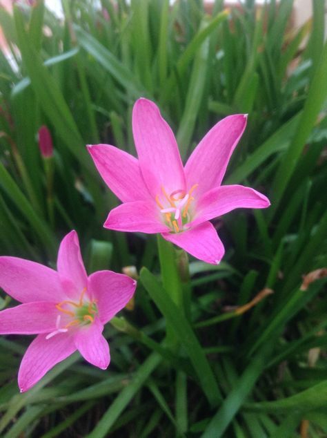 botany - Why do pink rain lilies flower only after rains, and not from being watered? - Biology Stack Exchange Rain Lily Flower, Origami Lily, Landscaping Around Trees, Flower Season, Rain Lily, Pink Rain, Water Lily Pond, Red Lily, Easter Lily