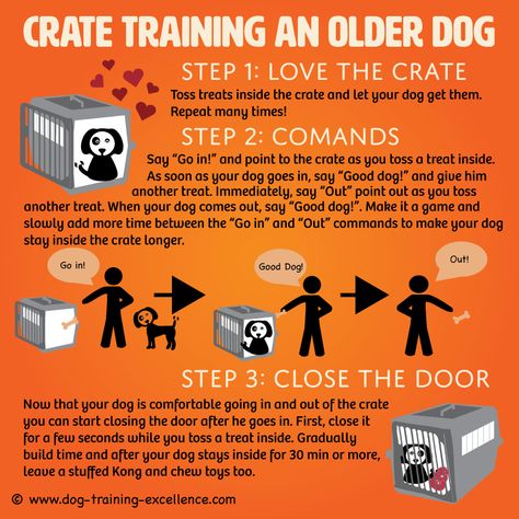 How To Crate Train An Older Dog, Crate Training Older Dog, Crate Training Schedule, Puppy Schedule, Crate Training Dog, Crate Train, Beagle Breeds, Foster Dogs, Night Training