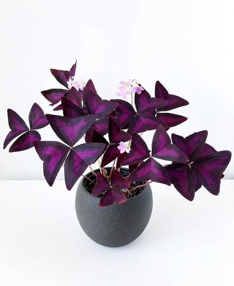 Shamrock Plant, Plantas Interior, Purple Shamrock, Oxalis Triangularis, Purple Plants, Purple Garden, Pothos Plant, Plant Tags, Plant Therapy