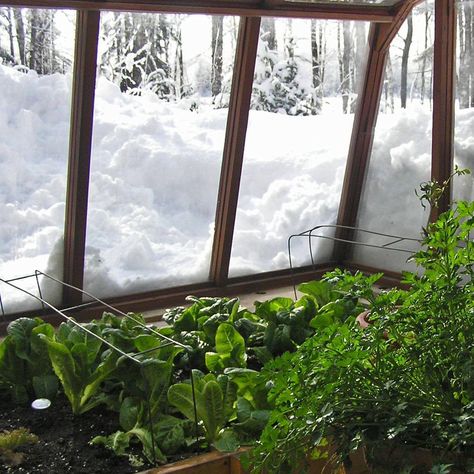 Greenhouse in the snow... Sturdi-Built Greenhouse Basement Window Well Greenhouse, Greenhouse With Trees, Green House For Winter Cold Weather, Greenhouse In The Snow, Walapini Greenhouse, Alaskan Greenhouse, Green House In Winter, Mountain Greenhouse, Winter Green House