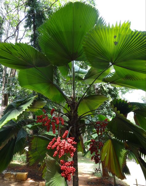 Name: Ruffled Fan Palm (Licuala grandis); Range: Vanuatu Licuala Grandis, Fan Palm, Vanuatu, Range, Fan, Plants