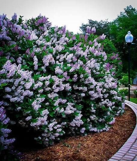 Dwarf Korean Lilac: a Better Lilac Bush Where Size Matters | Horticulture Miss Kim Lilac, Korean Lilac, Farm Landscaping, Lilac Bush, Lilac Bushes, Lilac Tree, Purple Lilac, Flower Farm, Types Of Flowers