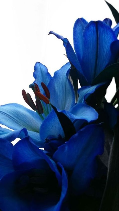 Pretty Blue Flowers, Blue Lilies, Blue Lily, Nothing But Flowers, Colorful Life, Flower Therapy, Beautiful Flowers Wallpapers, Blue Aesthetic, Flower Wallpaper