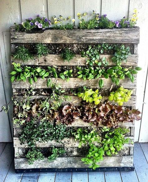 Lobelia Cardinalis, Kebun Herbal, Herb Garden Pallet, Taman Diy, Vertical Herb Garden, Vertical Garden Wall, Garden Types, Pallet Garden, Pallets Garden