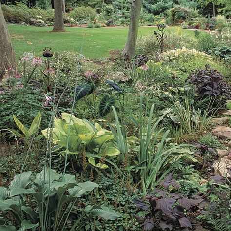 Acorus gramineus Rain Garden Design, Tattoo Plant, Bog Garden, Garden Ideas Cheap, Vintage Garden Decor, Fine Gardening, Dry Creek, Backyard Lighting, Forest Garden