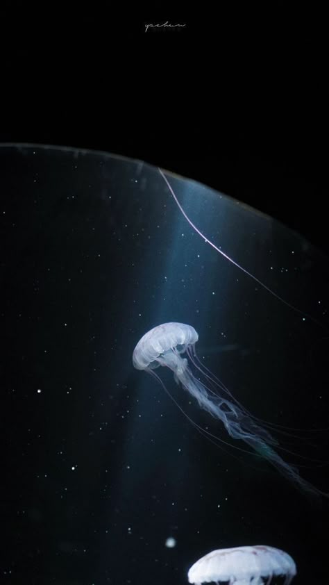 Aquarium Aesthetic Wallpaper, Aesthetic Anime Black, Nature Photo Editing, Pluto Aesthetic, Cute Edits, Jellyfish Photography, Editing Picsart, Black And Blue Wallpaper, Seni Vintage