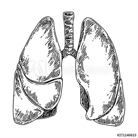 Stock Image: Human anatomy. Lungs. Sketch. Engraving style. Vector illustration. Lungs Sketch, Anatomy Lungs, Lungs Drawing, Lungs Art, Lung Anatomy, Medical Drawings, Human Lungs, Human Body Art, Human Anatomy Art