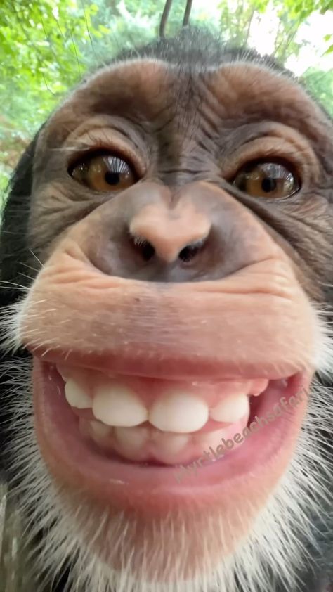 Carmen Applegarth Monkey Smiling, Cute Monkey Pictures, Monkey Stickers, Monkey Pictures, Monkey 3, Pet Monkey, Monkeys Funny, Cute Monkey, Funny Animal Jokes