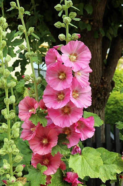 Cottage Garden: The Beauty of Messy Flowers - Town & Country Living Pink Garden Ideas, Messy Flowers, Pink Hollyhocks, Cottage Garden Flowers, Rose Garden Landscape, English Flowers, Hollyhocks Flowers, Cottage Flowers, Rose Garden Design