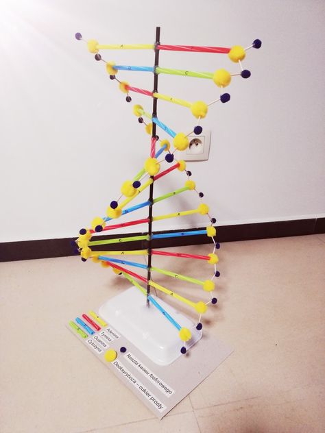 Model 3D DNA Dnk Model Diy, Dna Replication Model Project, Dna Model Project Ideas Biology, Dna Paper Model, Dna Structure Model, Dna Replication Model, Model Dna, Dna Model Project, Dna E Rna