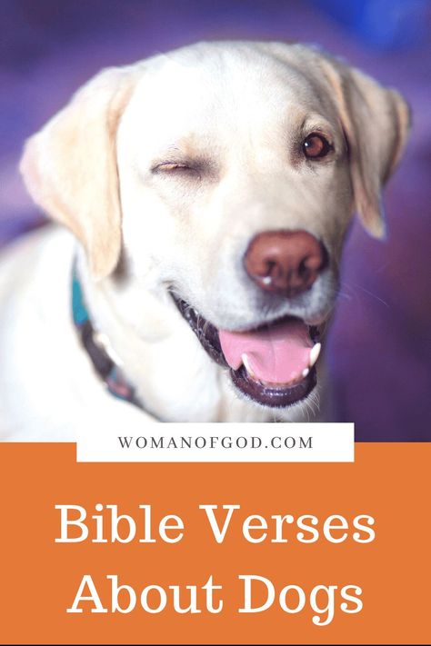 Bible Verses About Dogs via @awomanofgod Dog Bible Verse, Bible Verse For Loss Of Dog, Proverbs 26, Psalm 22, Cute Bible Verses, Psalm 68, Healing Verses, Woman Of God, Cute Bibles