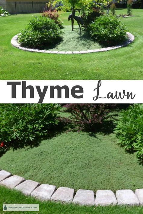 Thyme Lawn, Drought Tolerant Landscape Design, Lawn Alternative, Low Maintenance Landscaping Front Yard, Grass Alternative, Villa Architecture, Lawn Alternatives, Drought Tolerant Landscape, Desain Lanskap