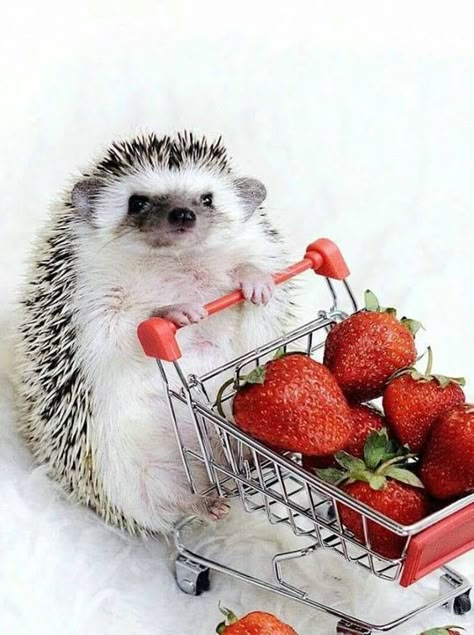 심플한 그림, Hedgehog Pet, Baby Hedgehog, A Hedgehog, Baby Animals Pictures, Cute Hedgehog, Super Cute Animals, Cute Animals Images